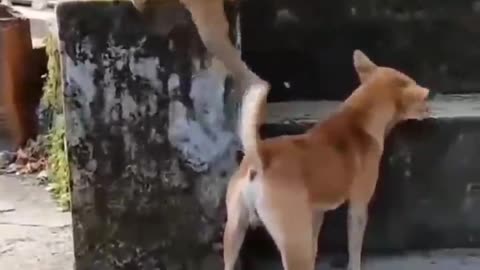 Dog vs monkey