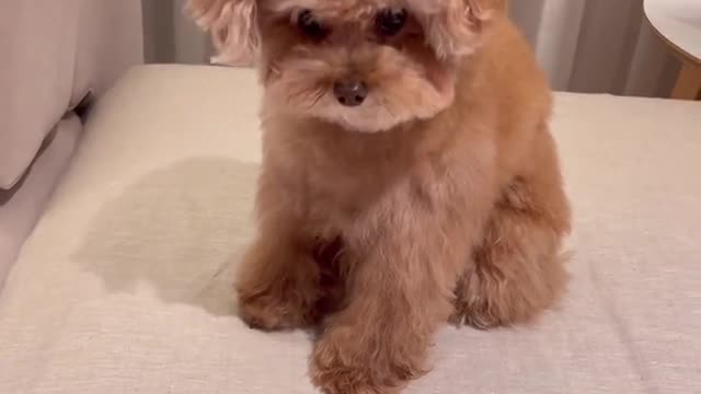 What breed are these, I want one