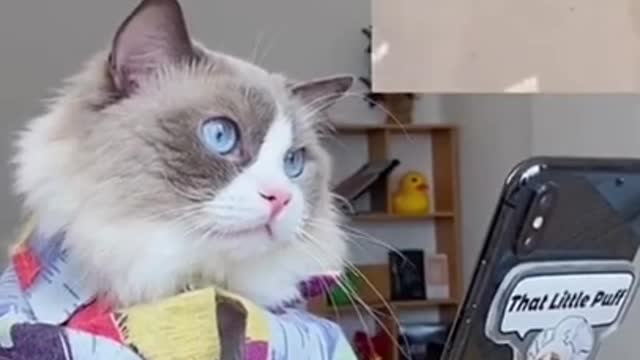 look what the kitten saw on the internet
