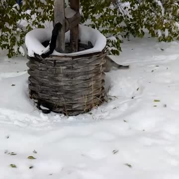 Cute Husky Puppy's First Big Snowfall!