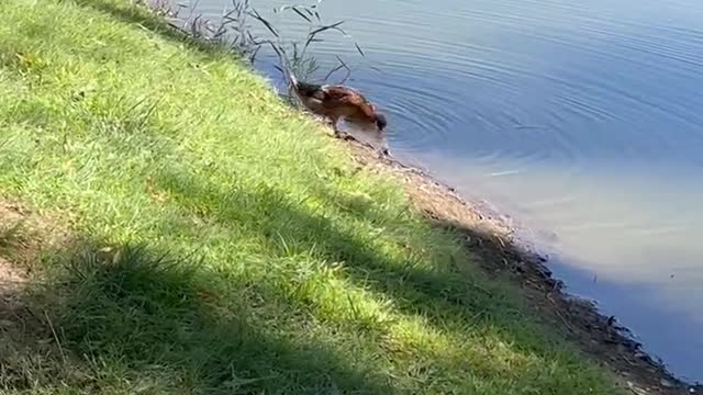 Ducks playing in the water