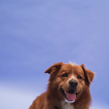 A Dog Lying on the Ground --FH