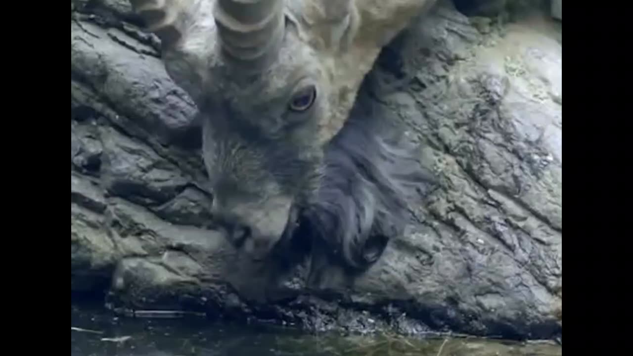 Ibex goats playing in the mountains 🐐