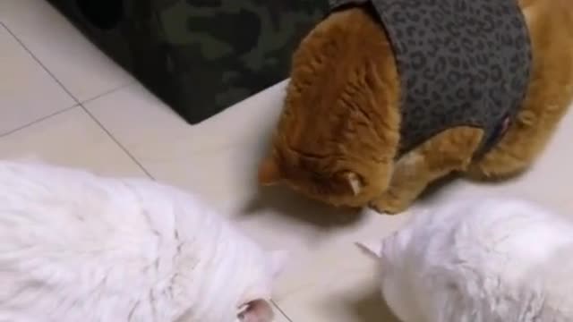 FunnyPetsToday,Funny Cat You Might Never See Before, part94