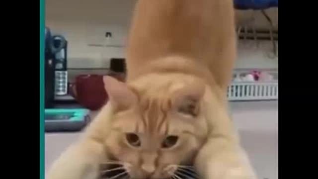 Funny Cat Videos Tik Tok 🤣