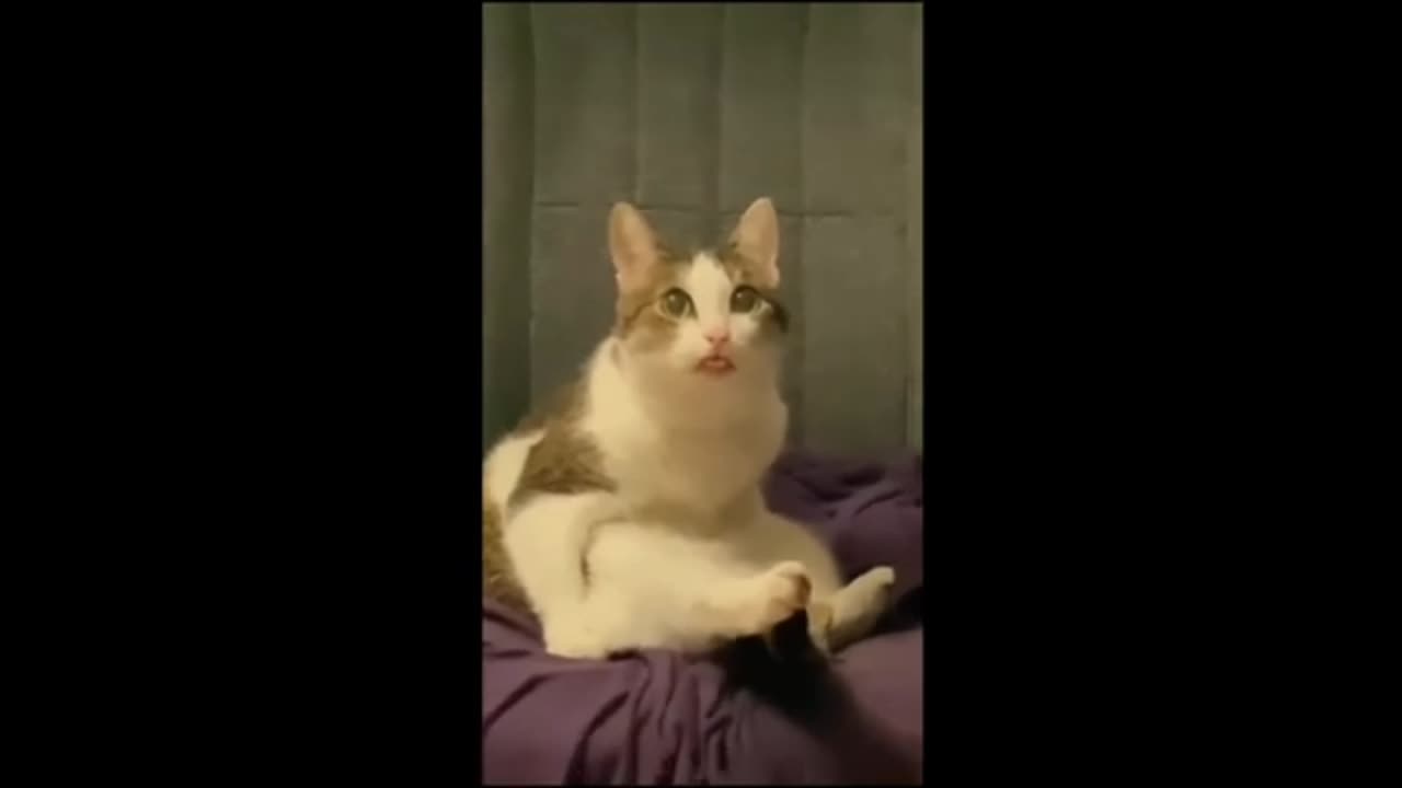 Adorable Cats and Dogs, Funny Animal Videos #6