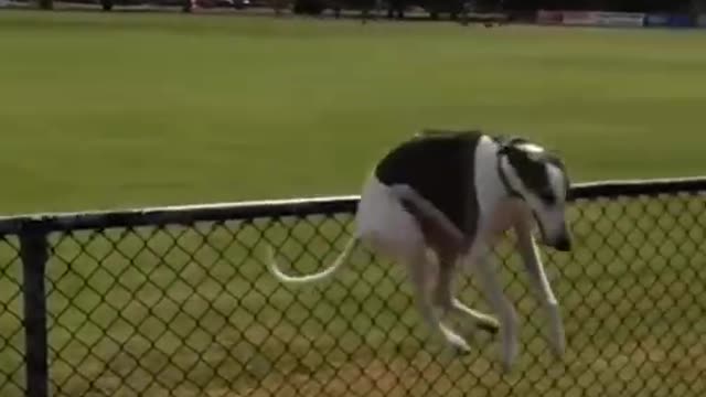 Believable! So cute trained dogs.