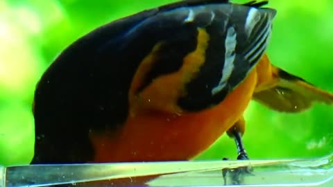 Oriole