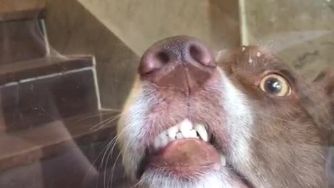 Brown dog stairs face on glass