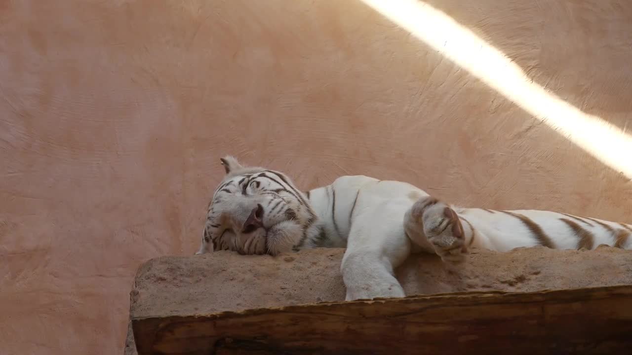 Tiger sleeps on its bed, sighs and shifts its legs