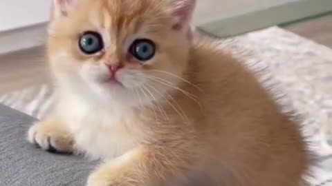 Baby cats are amazing creature