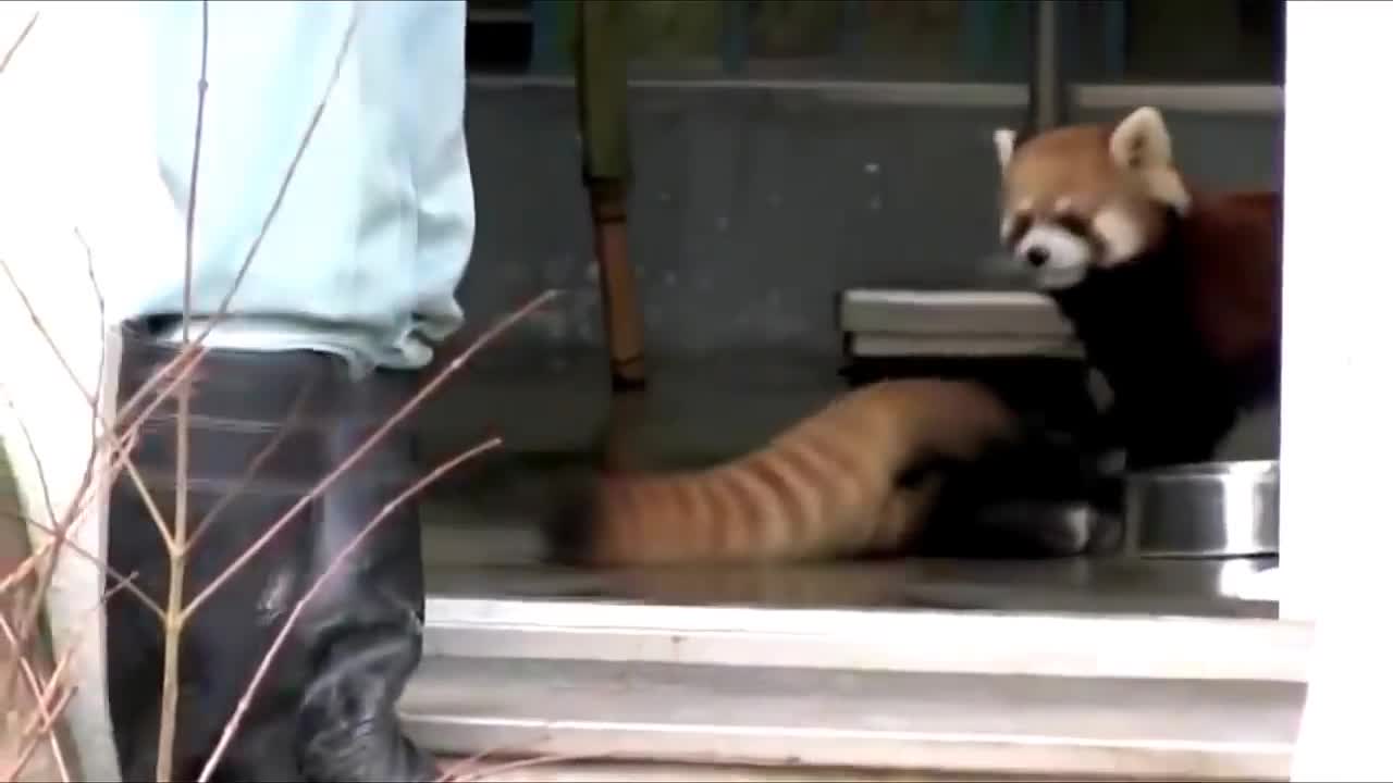 red panda screams in terror!!!