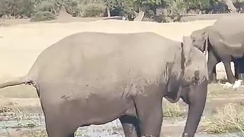 ELEPHANT KILLS CROCODILE