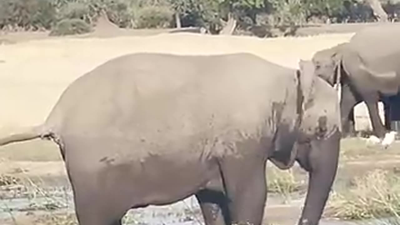 ELEPHANT KILLS CROCODILE