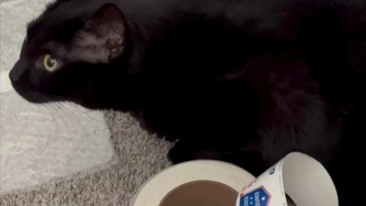 Adopting a Cat from a Shelter Vlog - Cute Precious Piper is Inspecting the Postal Materials #shorts