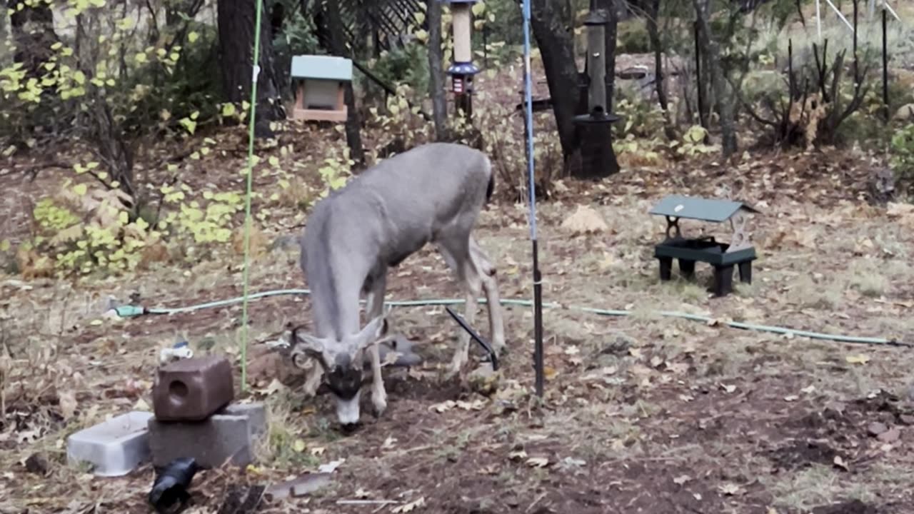 Big Buck survived hunting season