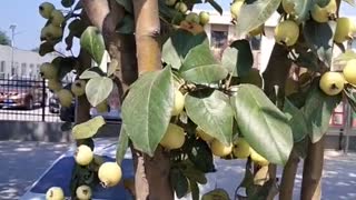 You can't eat the fruit from the tree