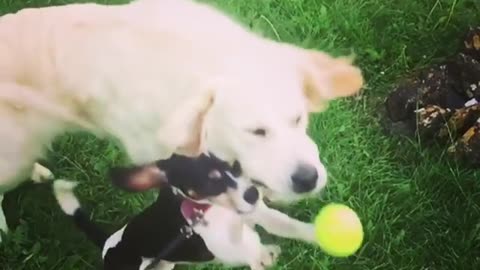 Collab copyright protection - two dogs small one fails catch ball