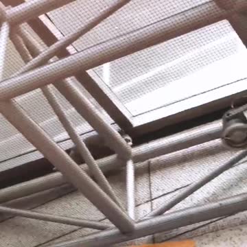 Beautiful brooklyn wildlife raccoons on ceiling