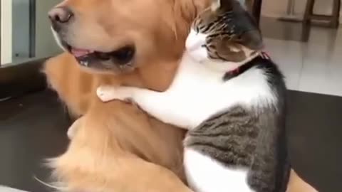 Never Seen Such Love Of Dog And Cat #shorts #viral #shortsvideo #video