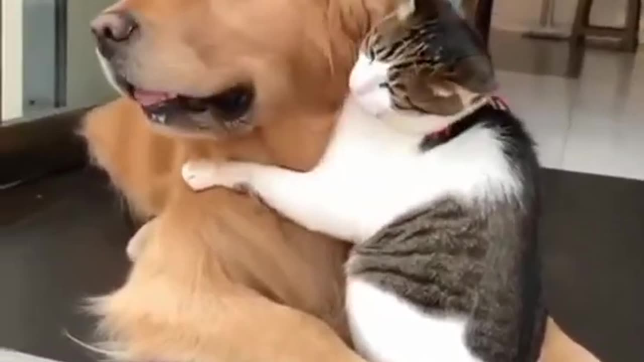 Never Seen Such Love Of Dog And Cat #shorts #viral #shortsvideo #video