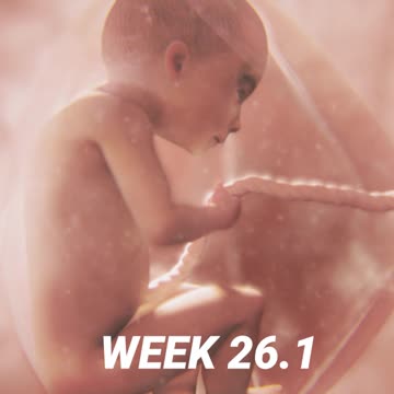 Amazing Timelapse of EVERY SINGLE DAY of a Child’s Development in the Womb | WATCH