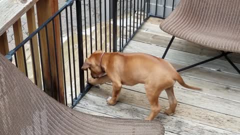 Puppy Sees a Bear for the First Time