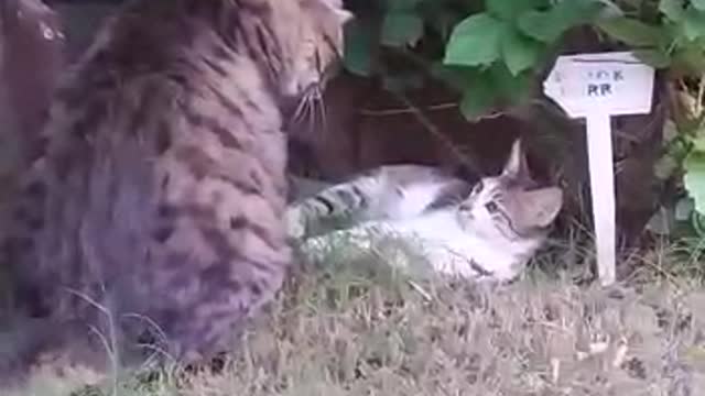 Cat remarkably startled by harmless object