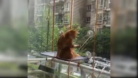 animals cute funny babies
