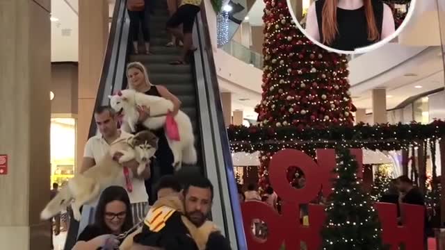 Mall FULL Of DOGS.😍