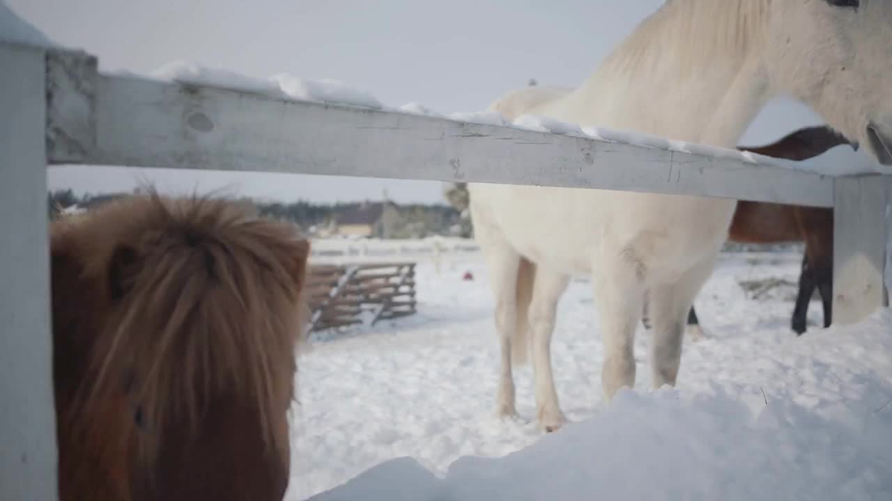 White and black horses and a small pony walking on a ranch outdoors in the winter