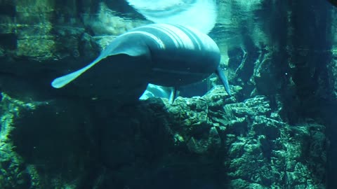 Swimming a manatee in the ocean