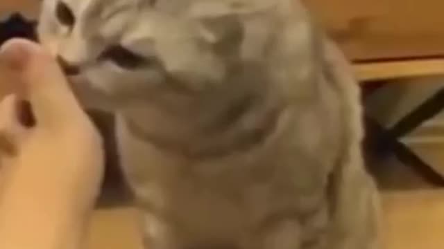 Cute Cat Video