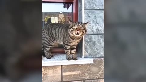 Funny cats talking cats