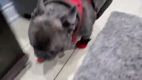 Frenchie trying to walk in new boots