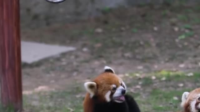 The red panda