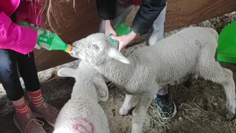 Homestead Tread Ep. 15 Bottle Feeding Little Lambs