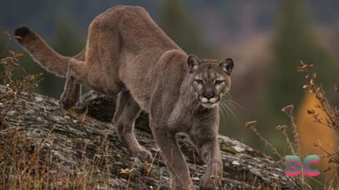 Mountain lion attacks 5-year-old at Southern California park and is euthanized