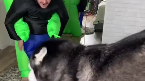 Alien PRANK On My Husky