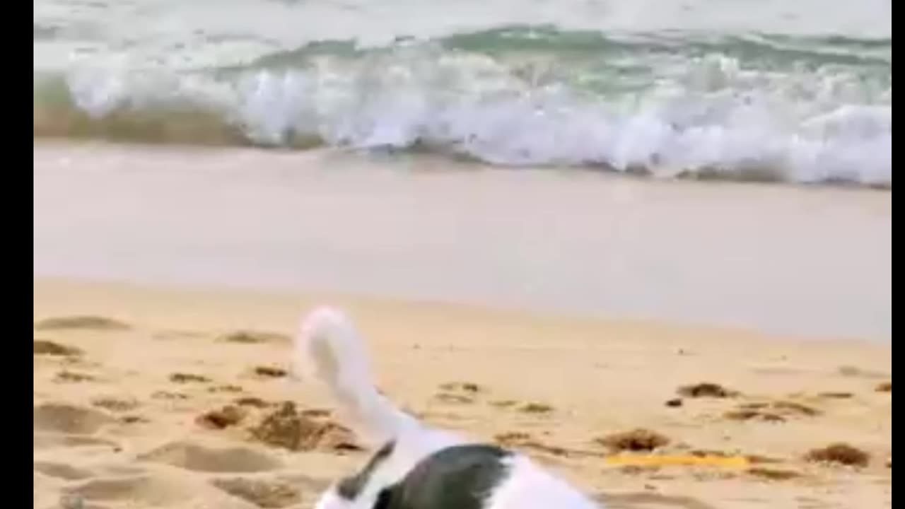 Funny dog🐷🐨🐷