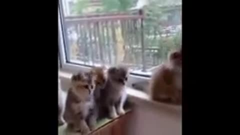 Cute Pets And Funny Animals 2021@
