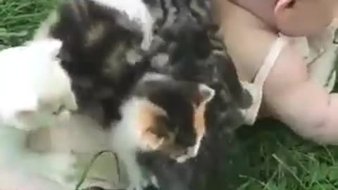 The Kitten Play With Laser Light 😂😁🐽