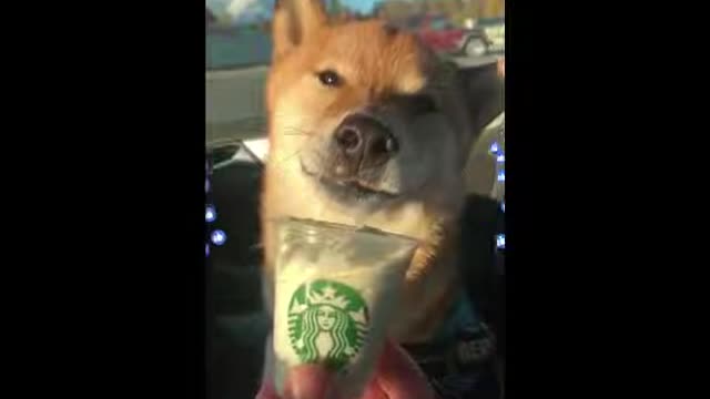 Unbelievable!!! Funny Dog Videos Try Not To Laugh 🦴🐕🐶✔️3