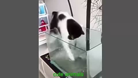 Cat Cute animals video compilate