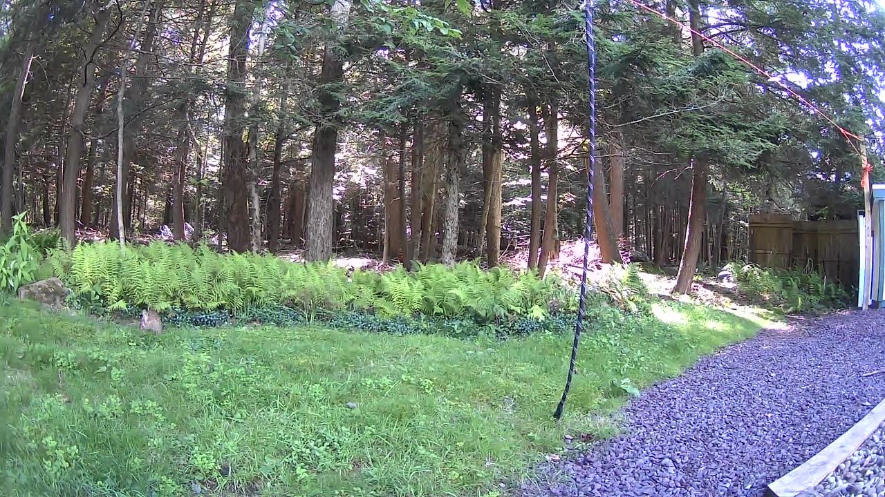Cannn_____u________spot_______the______trees and trees