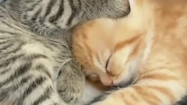 Cute kittens