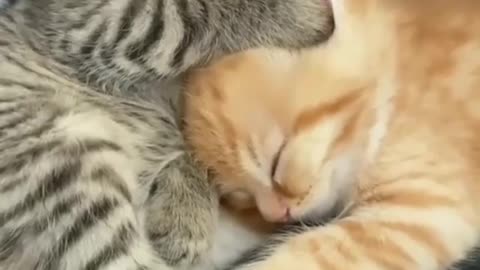 Cute kittens