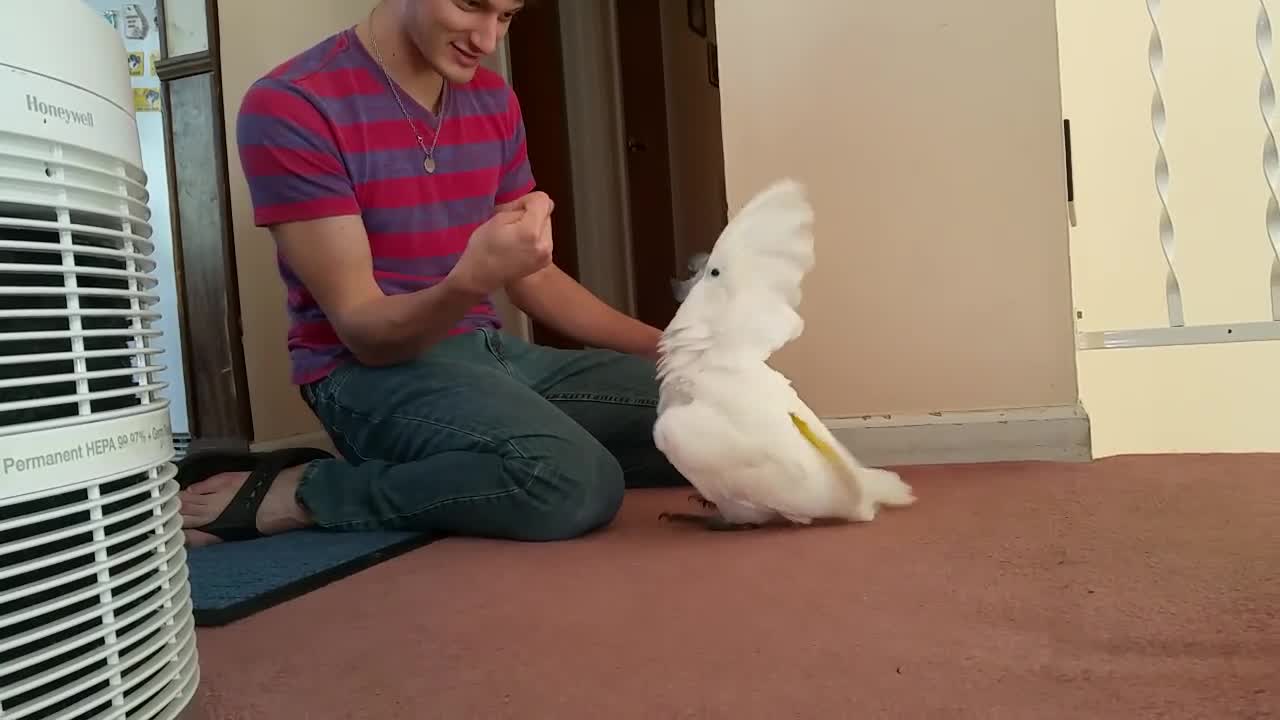 Sonni cockatoo, "I got your nose" game