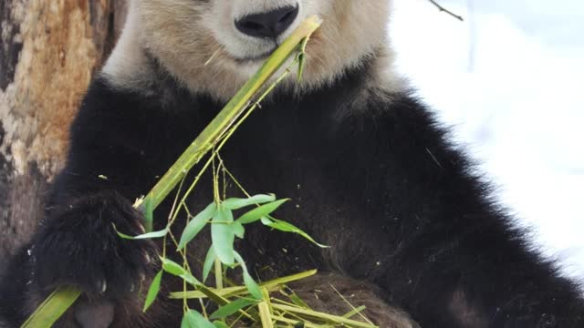 Preguntas y Respuestas de los Osos Panda