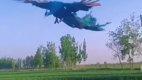 peacock is flying